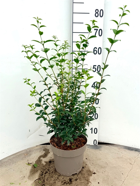 Osmanthus Burkwoodii 40-60 cm