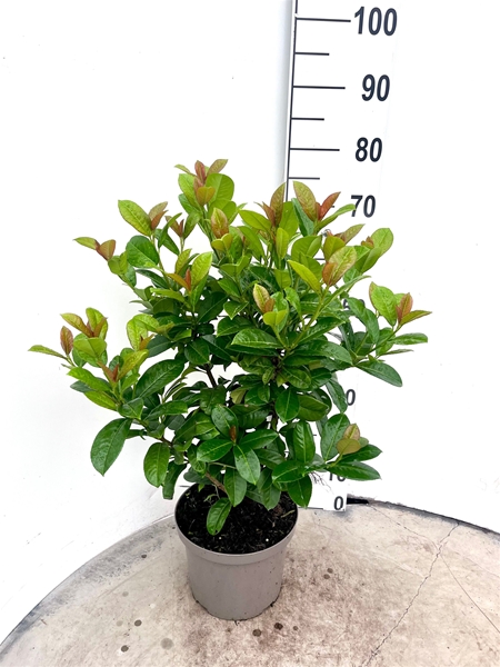 Prunus Laurocerasus Ani 40-60 cm