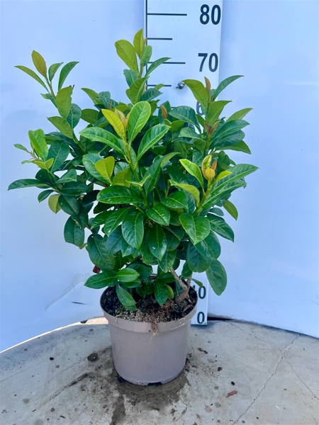 Prunus laurocerasus Ani 60-80 cm