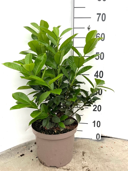 Prunus Laurocerasus Etna 40-60 cm