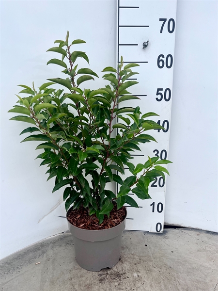 Prunus lusitanica Angustifolia 40-60 cm