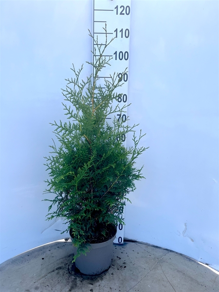 Thuja Occidentalis Brabant 80-100 cm