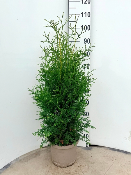 Thuja Occidentalis Brabant 80-100 cm
