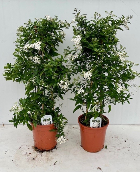 Solanum Jasminoides Pyramide