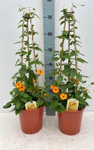 Thunbergia Alata Orange Pyramide