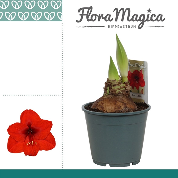 Hippeastrum 2-kn Royal Red