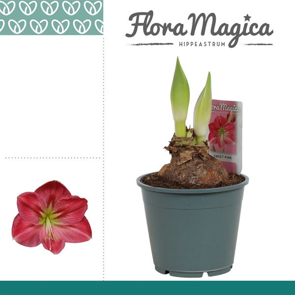 Hippeastrum 2-kn Sweet Pink
