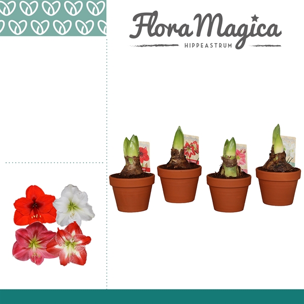 Hippeastrum 2-kn Mixtray Terracotta