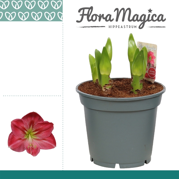 Hippeastrum 6-kn Multiflora Sweet Pink