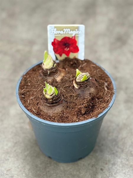 Hippeastrum 6-kn Multiflora Mixtray