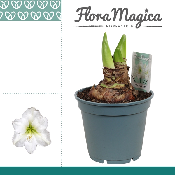 Hippeastrum 2/3-kn Arctic White XL