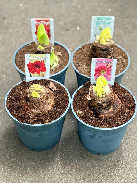 Hippeastrum 2/3-kn Mixtray XL