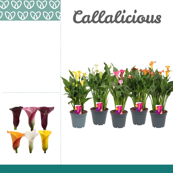 Zantedeschia Mix 