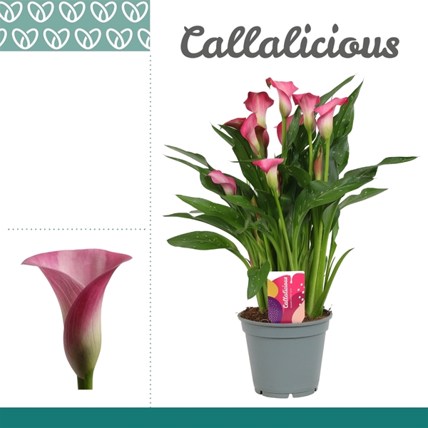 Zantedeschia Garnet Glow Rosa