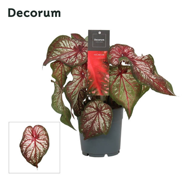 Caladium Bicolor