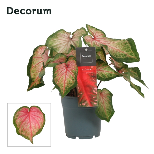 Caladium Pink