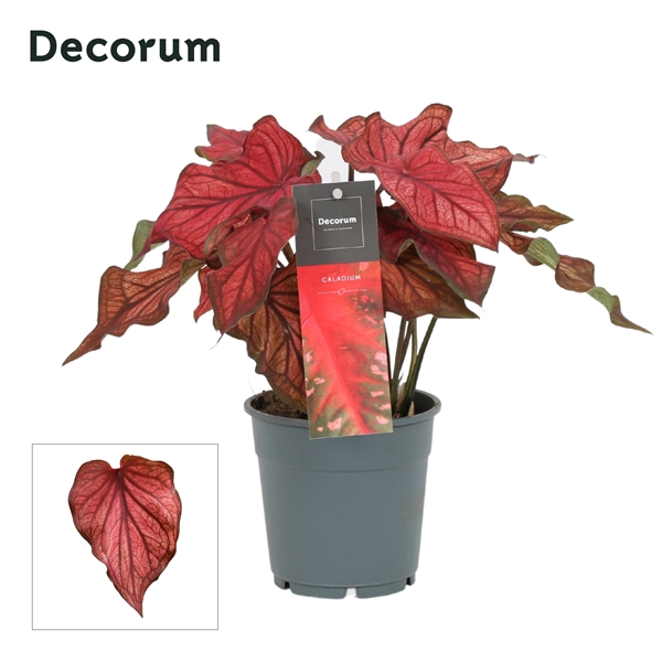 Caladium Rot