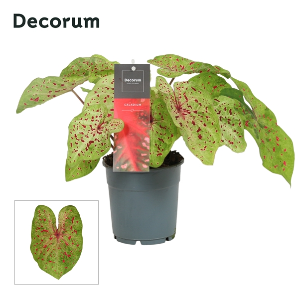 Caladium Miss Muffet
