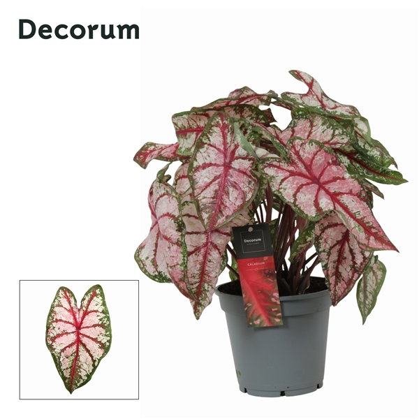Caladium Bicolor