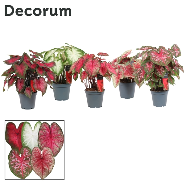 Caladium Mixtray