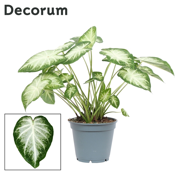 Caladium Waters Edge 