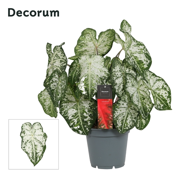 Caladium Snow Flurry 