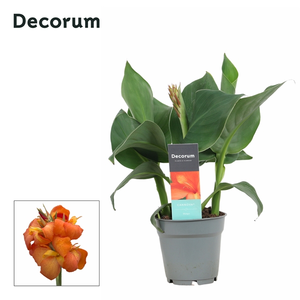 Canna Cannova Mango