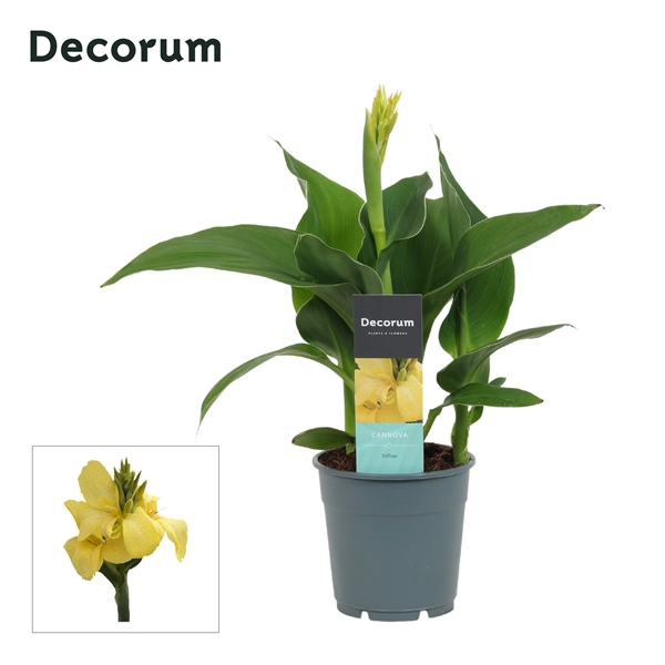 Canna Cannova Yellow