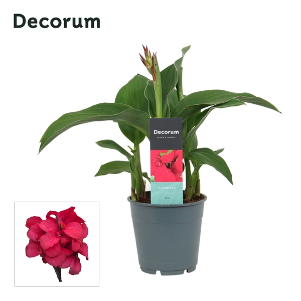 Canna Cannova Rose