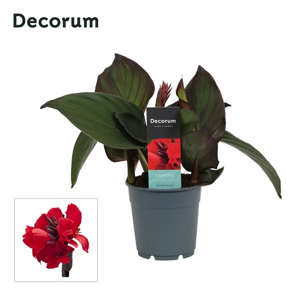 Canna Cannova Bronze Scarlet