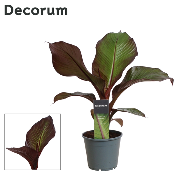Ensete Maurelii Red Banana