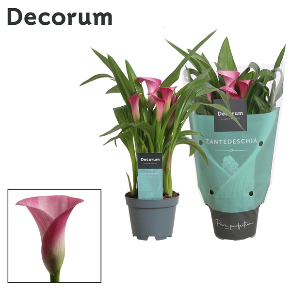 Zantedeschia Pink