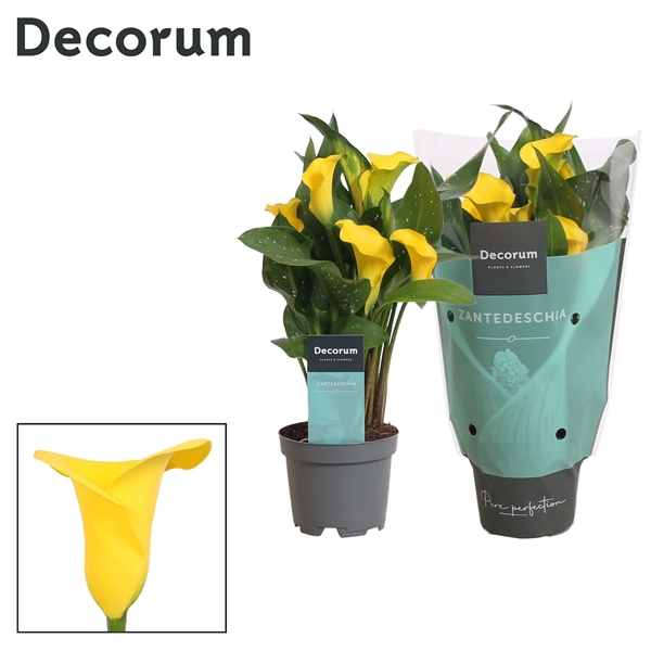 Zantedeschia Gelb