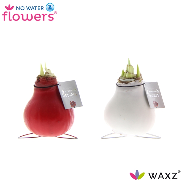 Hippeastrum Wax Kolibri Mixtray R.B