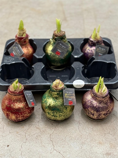 Hippeastrum Wax Galaxy Polaris Mixtray R.B
