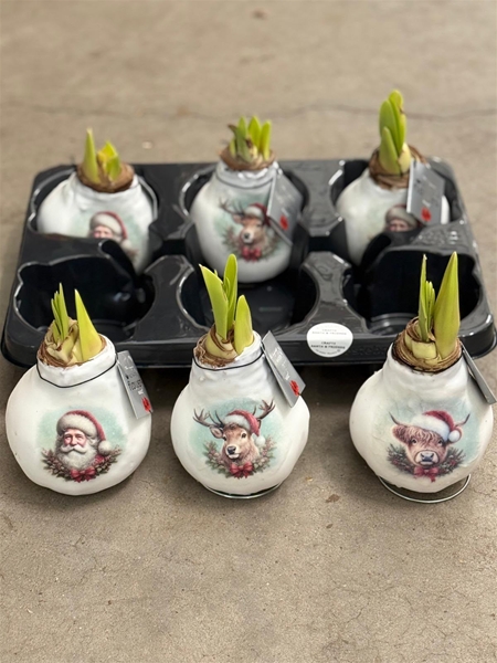 Hippeastrum Wax Santa & Friends Mixtray R.B