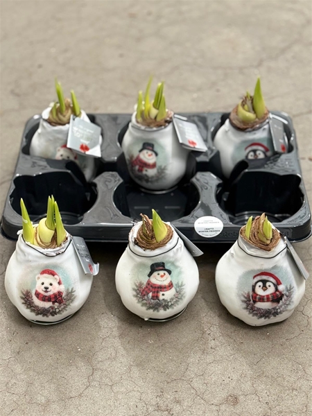 Hippeastrum Wax Winter Friends Mixtray R.B