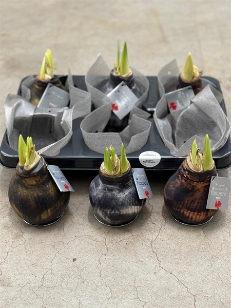 Hippeastrum Wax Antiquez Mixtray R.B