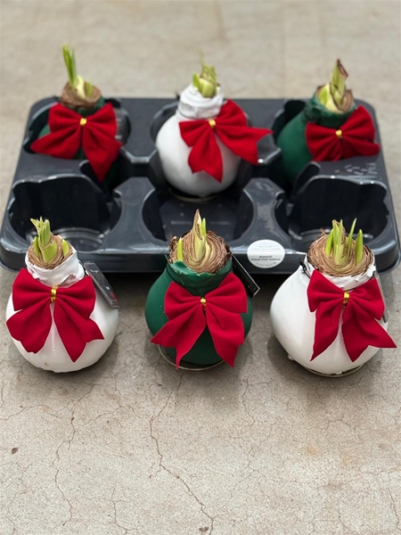 Hippeastrum Wax Christmas Ribbon Mixtray R.B