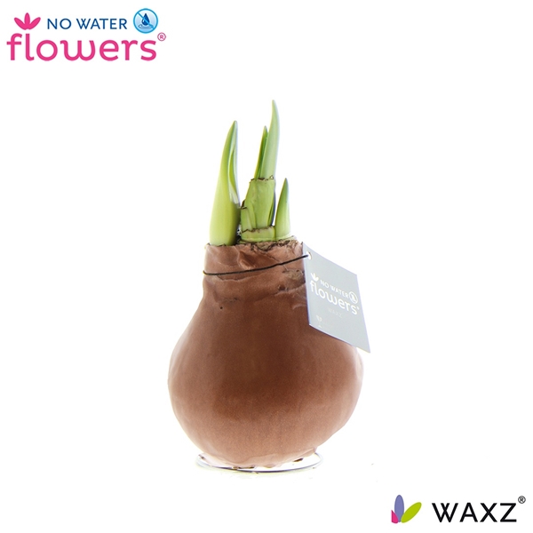 Hippeastrum Wax Metallic Kupfer R.B