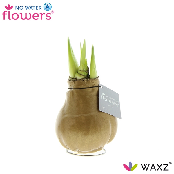 Hippeastrum Wax Metallic Gold R.B