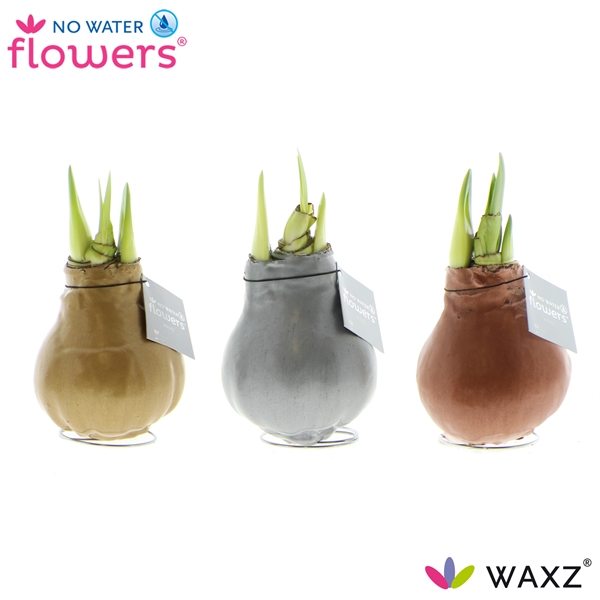 Hippeastrum Wax Metallic Mixtray R.B