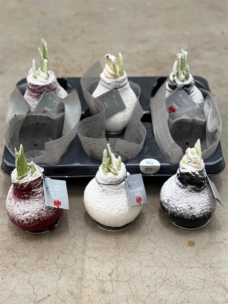 Hippeastrum Wax Snow Mixtray R.B
