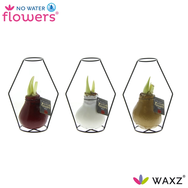 Hippeastrum Wax Formz Modern Mixtray R.B