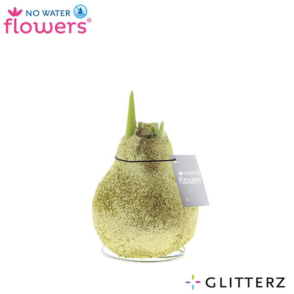 Hippeastrum Wax Glitterz Gold R.B