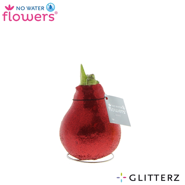 Hippeastrum Wax Glitterz Red R.B