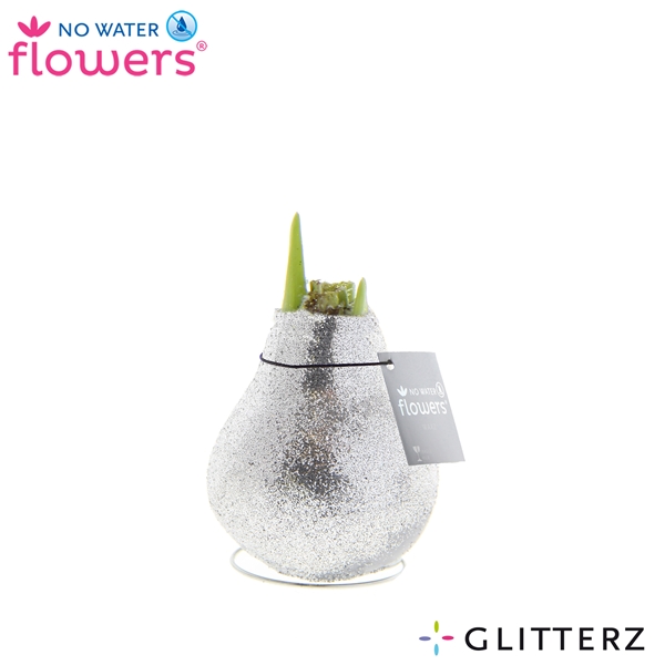 Hippeastrum Wax Glitterz R.B