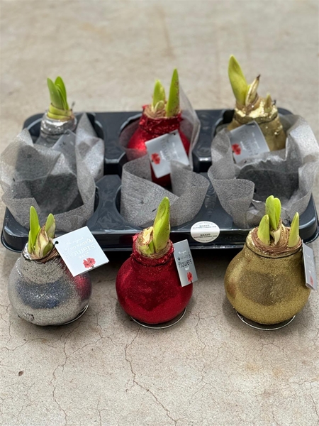 Hippeastrum Wax Glitterz Classics Mixtray R.B