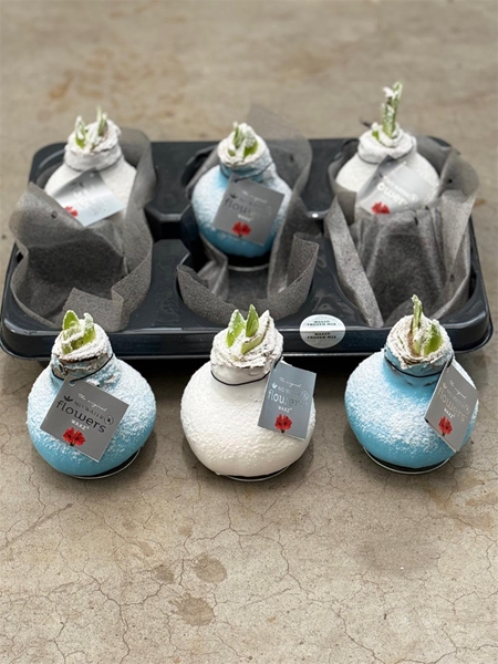 Hippeastrum Wax Frozen Mixtray R.B