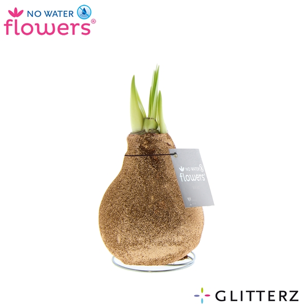 Hippeastrum Wax Glitterz Champagne R.W.B